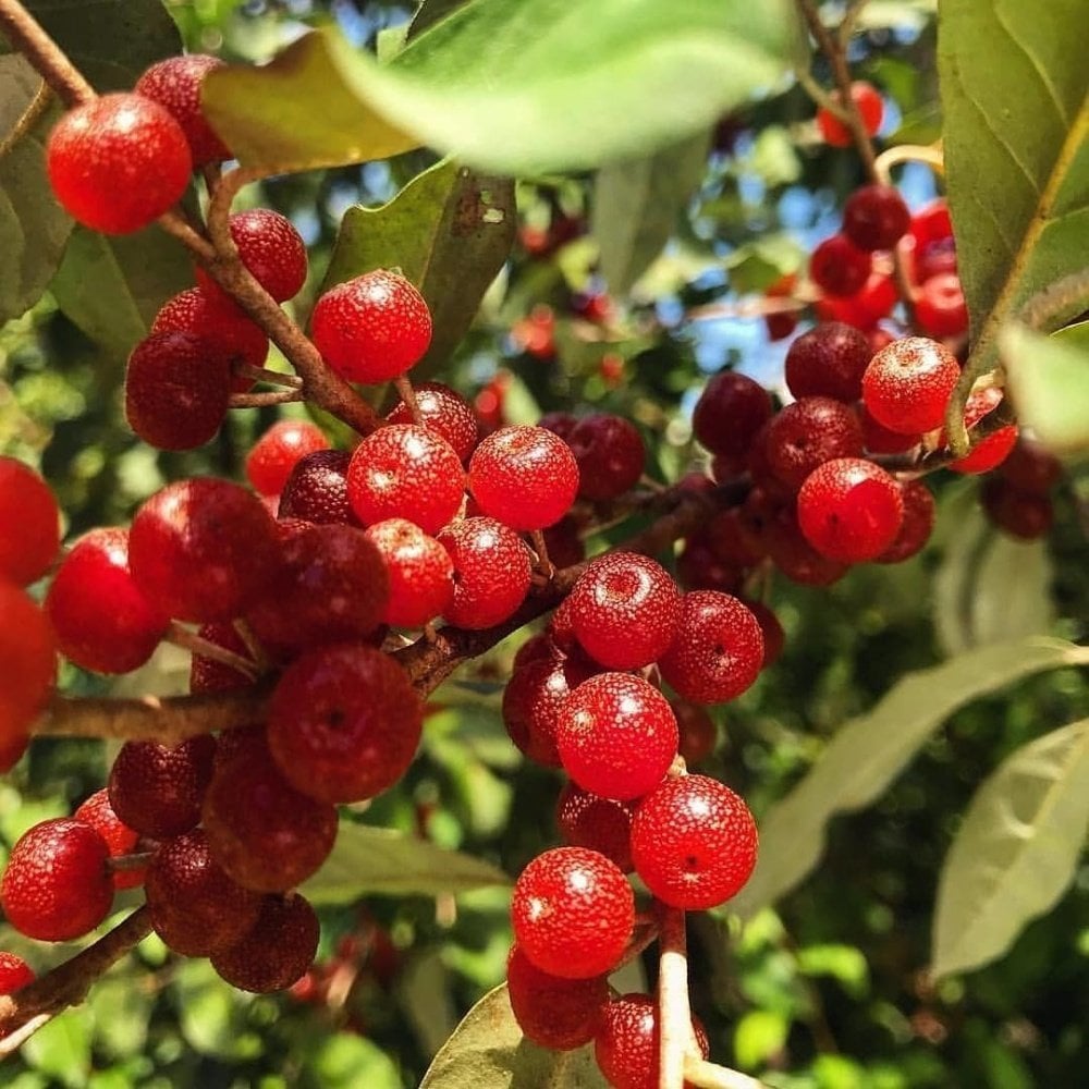 Tüplü Elaeagnus Umbellata Şifali Güz Zeytini‏ Fidanı