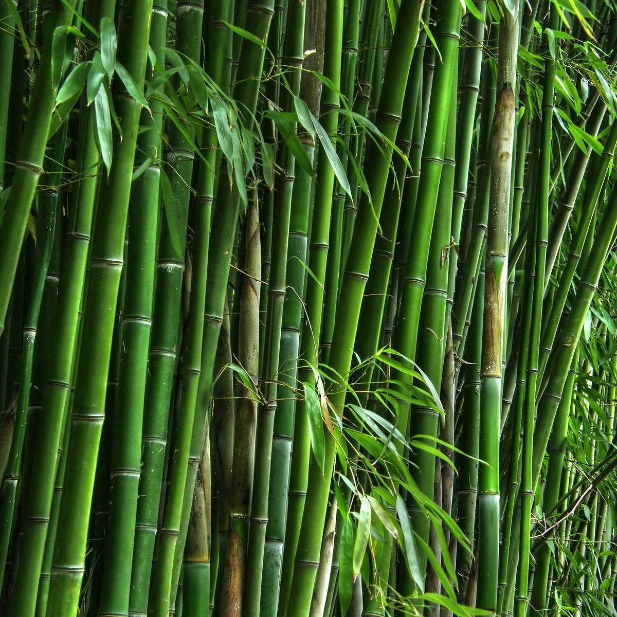 Tüplü Nadir Bambu Fidanı (20-50 cm)