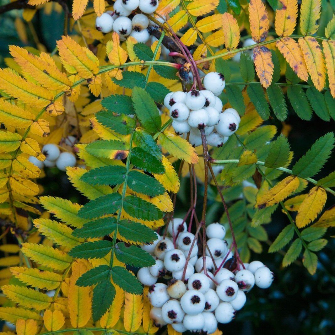 Tüplü Ak Üvez (Sorbus cashmiriana) Fidanı