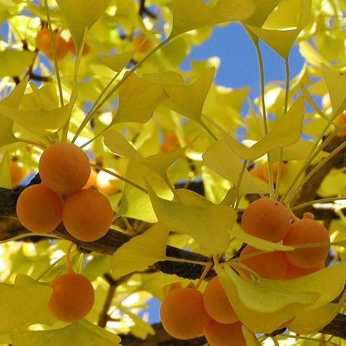 Tüplü Şifalı Mabet Ağacı Ginkgo Biloba‏ Fidanı