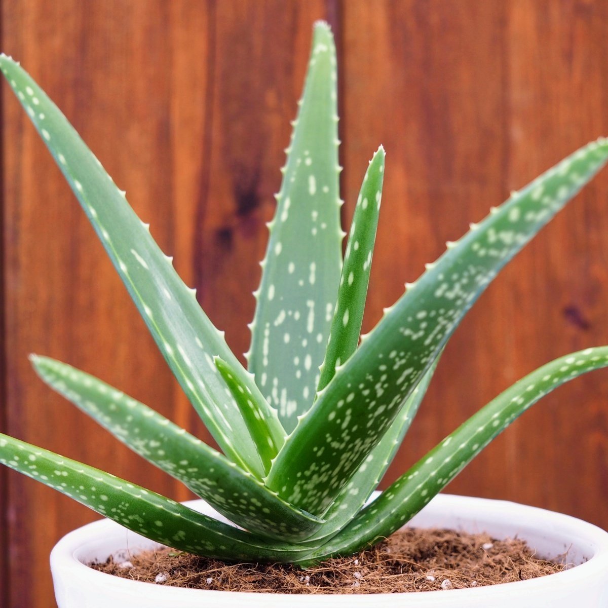 Tüplü Aromatik Aloe Vera (Sarı Sabır)‏ Fidanı