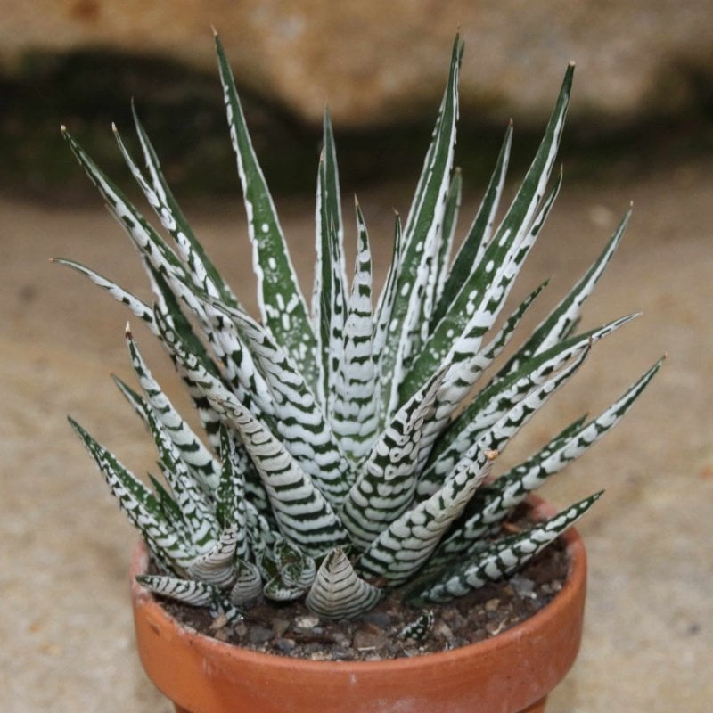 Haworthia Fasciata Alba Sukulent Özel Üretim (5. Luk Saksıda)