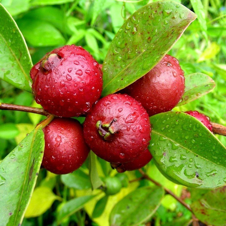 Tüplü Meyve Verme Yaşında Strawberry Guava (Çilek Guava) Fidanı