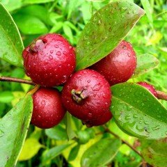 Tüplü Meyve Verme Yaşında Strawberry Guava (Çilek Guava) Fidanı
