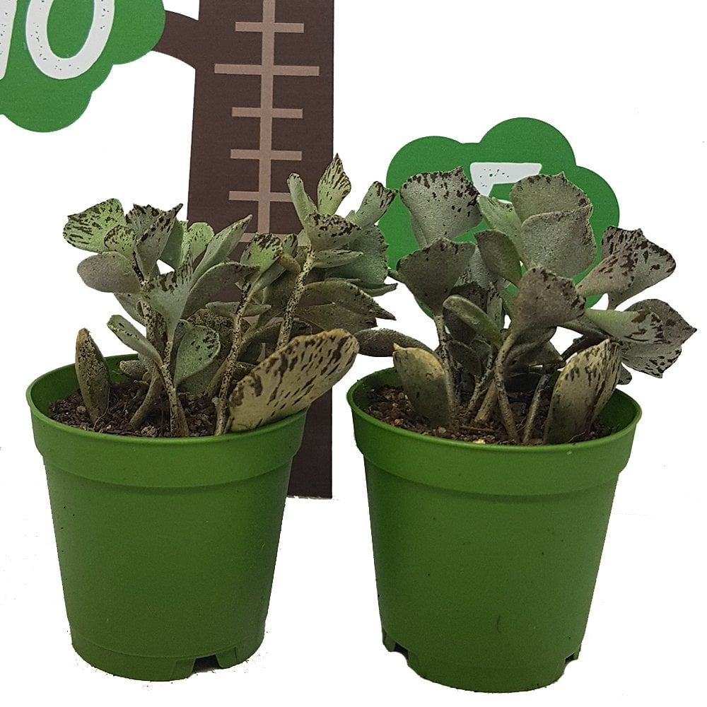 Kalanchoe Marmorata Sukulent Özel Üretim (5.5 Luk Saksıda)