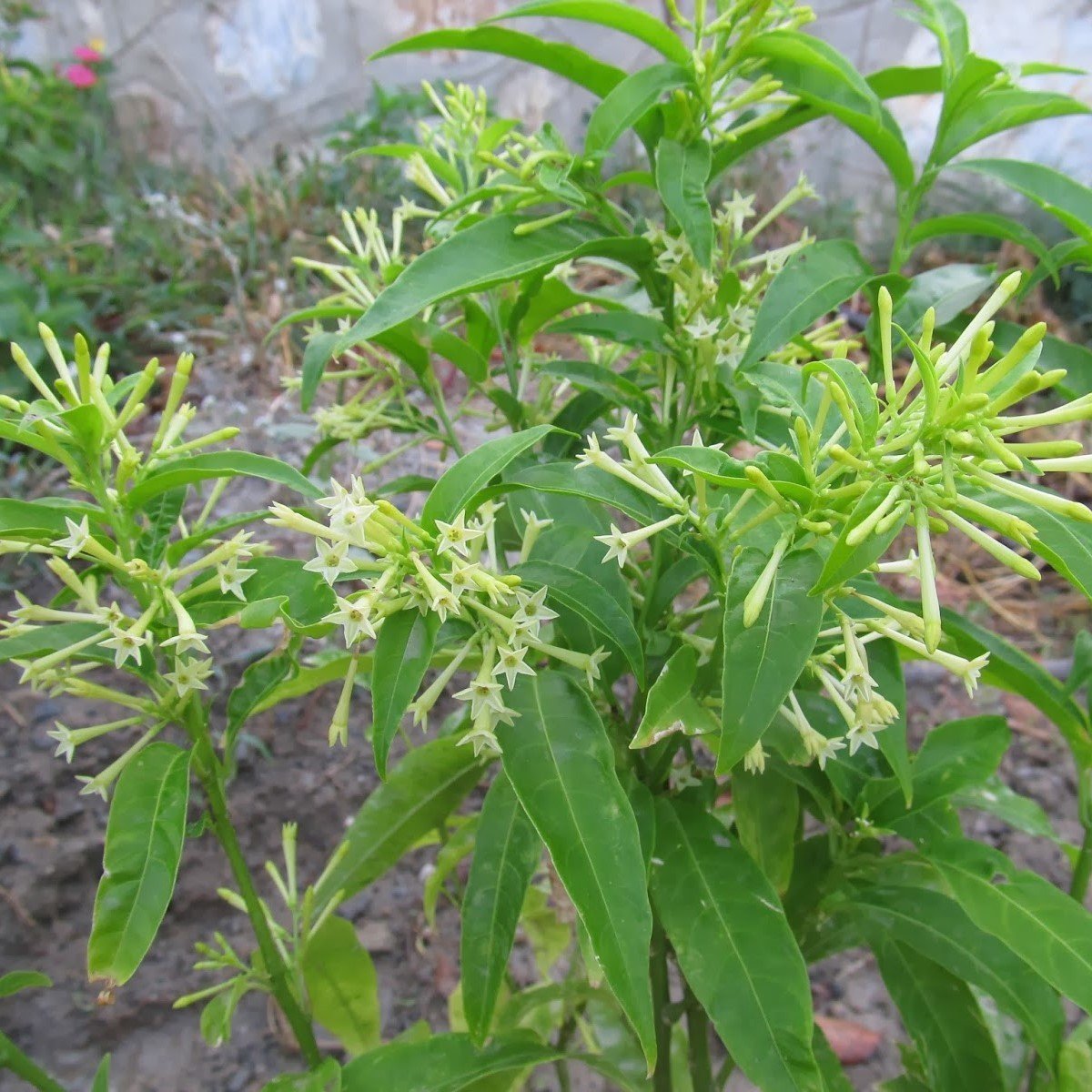 Tüplü Aromatik Melissa (Parfüm Çiçeği)‏ Fidanı (5 Adet)