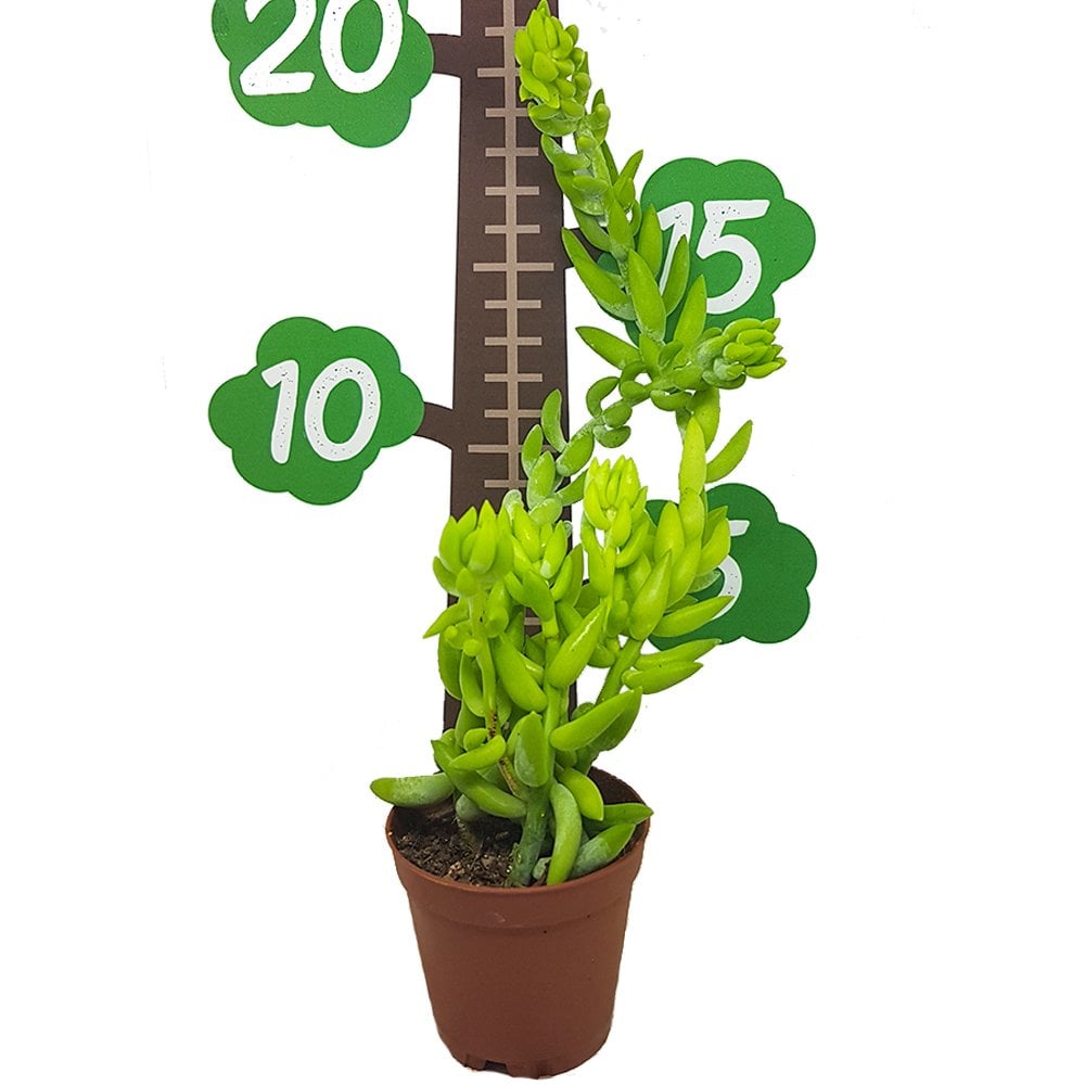 Sedum Morganianum Bordo Çiçek Yayılıcı Özel Üretim (5. Luk Saksıda)