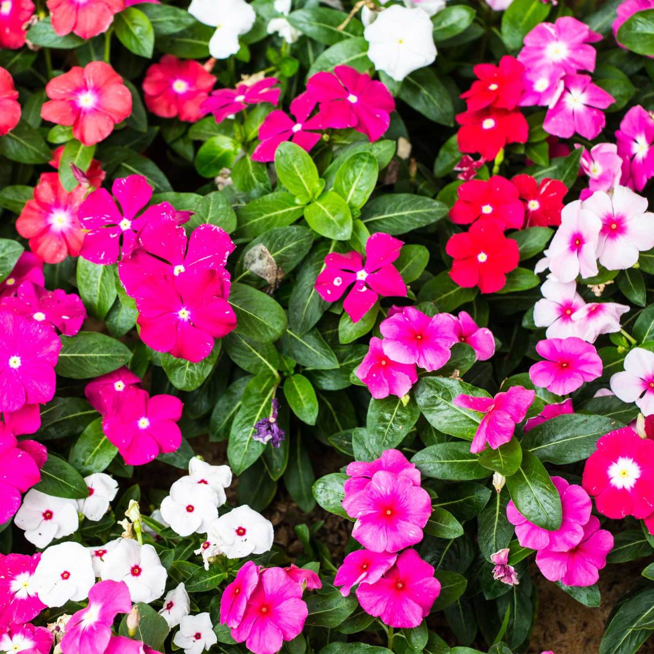 Mixed Vinca Major Karışık Cezayir Menekşesi Fidesi (3 Adet)