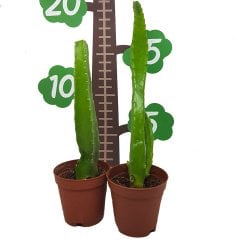 Stapelia Flavirostris Leş Kaktüsü Özel Üretim (5.5 Luk Saksıda)