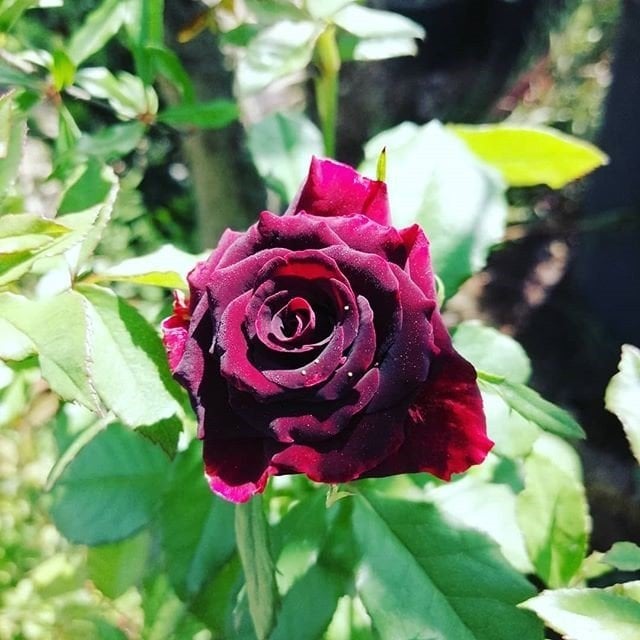 Tüplü Kokulu Kırmızı Karanfil Yediveren Sarmaşık Gül Fidanı