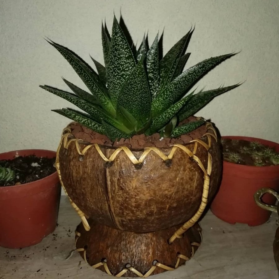 Aloe XY Paradise Love Sukulent Özel Üretim (5.5 Luk Saksıda)