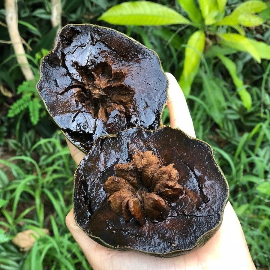 Tüplü Çikolata Meyvesi Black Sapote Ağacı Fidanı(10-20 cm)