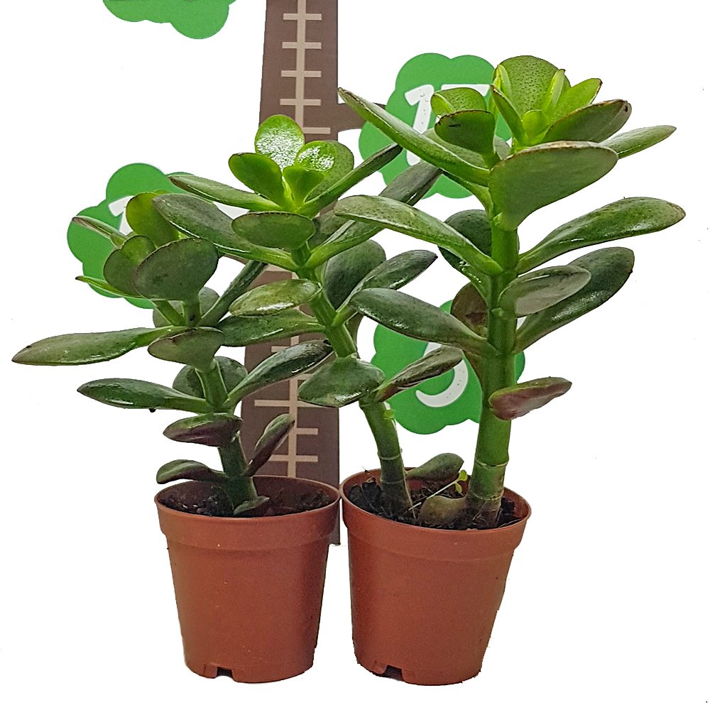 Crassula Ovata Minor Feng Shui Para Ağacı Özel Üretim (5.5 Luk Saksıda)