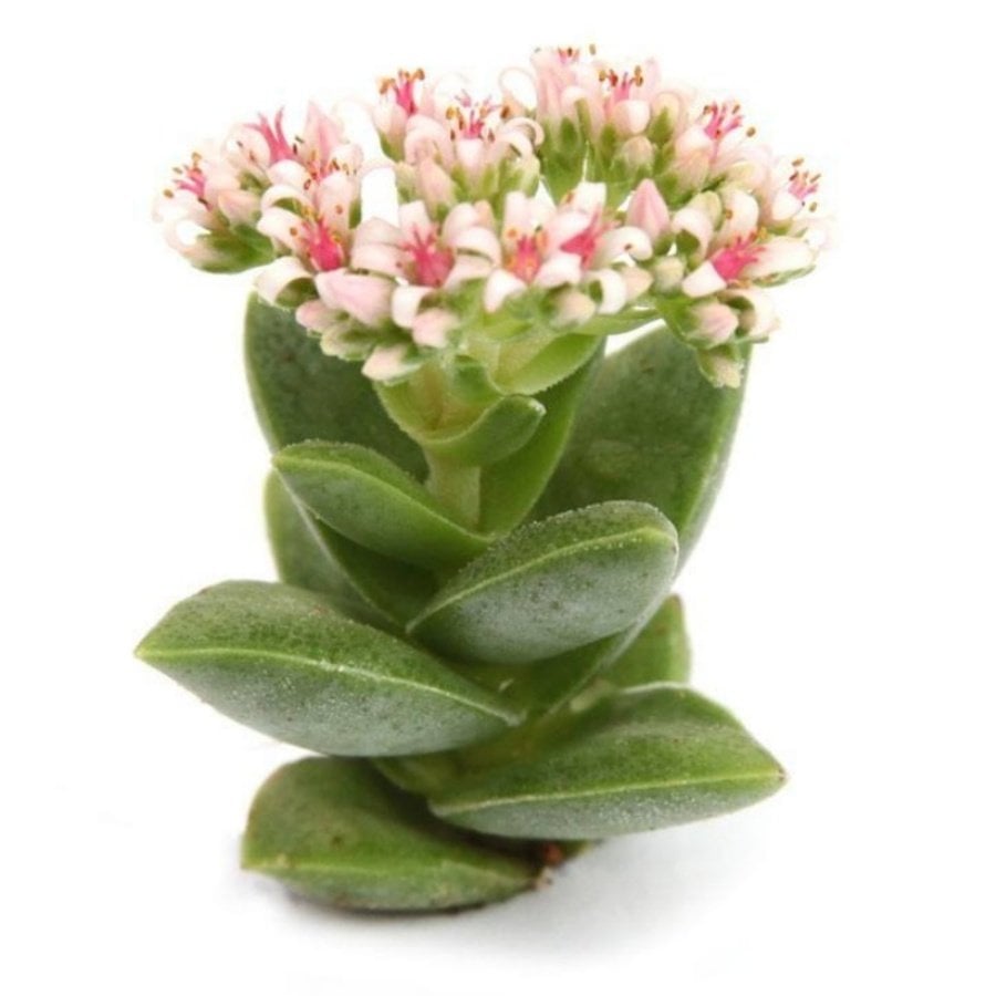 Crassula Springtime Sukulent Özel Üretim (5.5 Luk Saksıda)