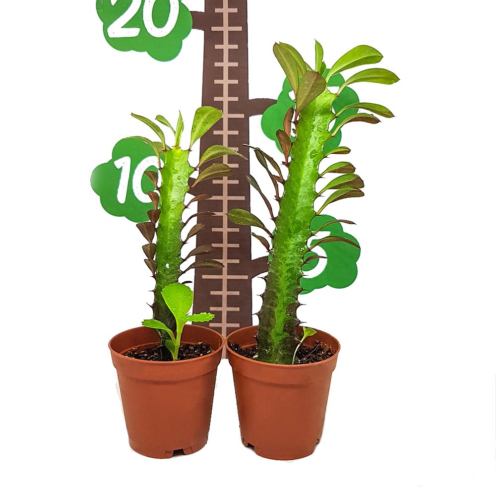 Euphorbia Trigona Rubra Kaktüs Kırmızı Süt Ağacı Özel Üretim (5.5 luk Saksıda)