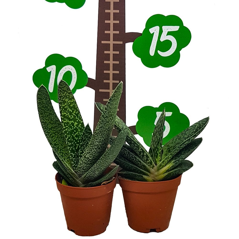 Gasteria Pillansi Sukulent Özel Üretim(5.5 Luk Saksıda)