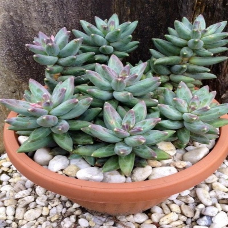 Güzellile Kraliçesi Echeveria Agavoides Sukulent Özel Üretim (5.5 Luk Saksıda)