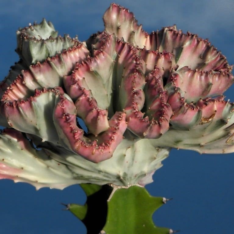 Euphorbia Lactea Variegata Cristata Aşılı Kaktüs