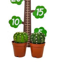 İri Beyaz Çiçekli Echinopsis Subdenudata Kaktüs Özel Üretim(5.5 Luk Saksıda)