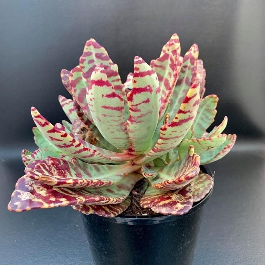 Kalanchoe Humilis Sukulent Özel Çeşit Özel Üretim (5.5 Luk Saksıda)