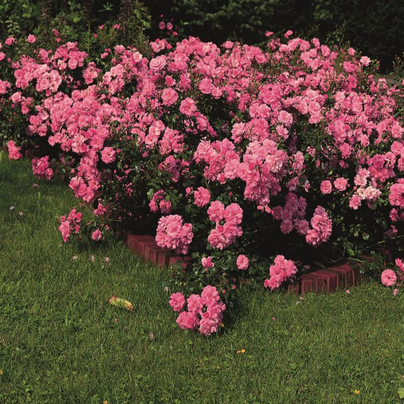 Tüplü Yediveren Kokulu Gülpembe Pembe Renkli Sarmaşık Gül Fidanı