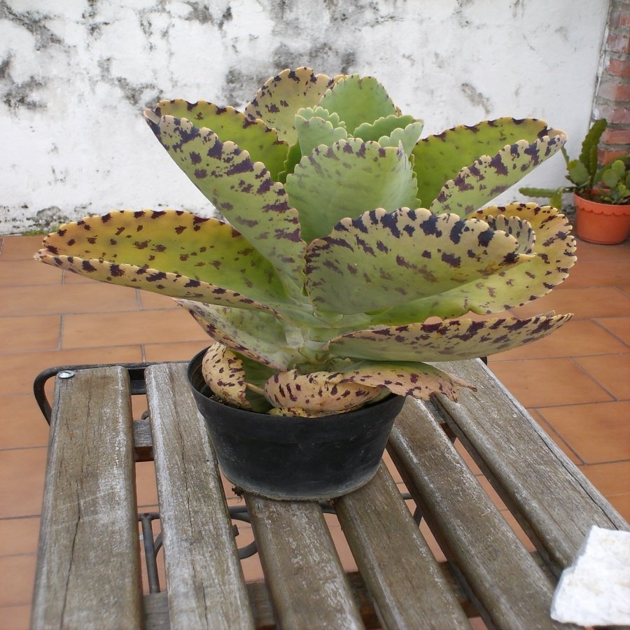 Kalanchoe Marmorata Sukulent Özel Üretim (5.5 Luk Saksıda)