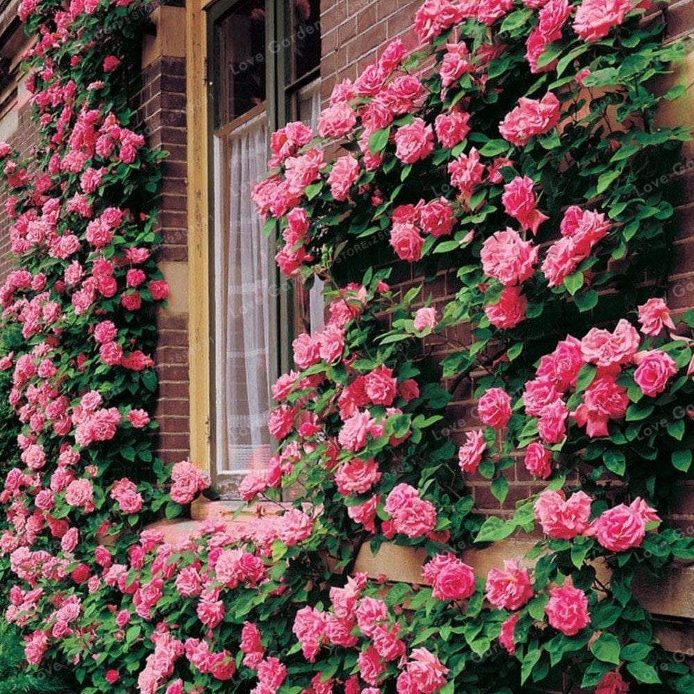 Tüplü Kokulu Yediveren Pembe Rosarium Uetersen Sarmaşık Gül Fidanı