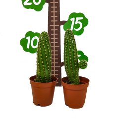 Kırmızı Çiçek Açan Echinopsis Chamaecereus Peanut Kaktüs Özel Üretim (5.5 Luk Saksıda)