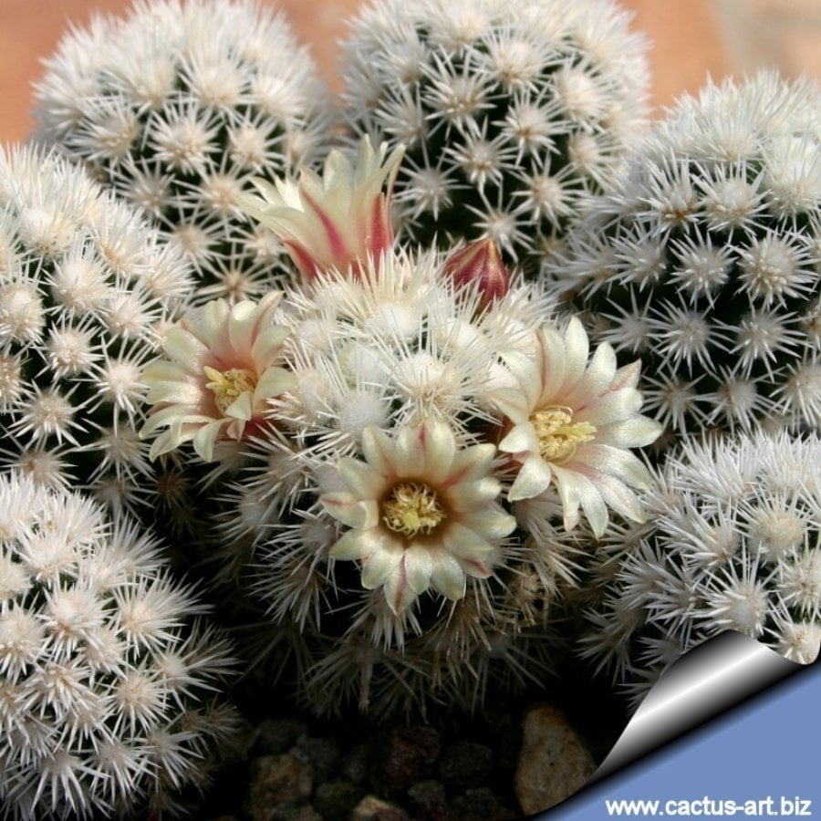 Mammillaria Vetula Ssp. Gracilis Kaktüs Kartopu Kaktüs Özel Üretim (Bol Yavrulu 9 Luk Saksı)