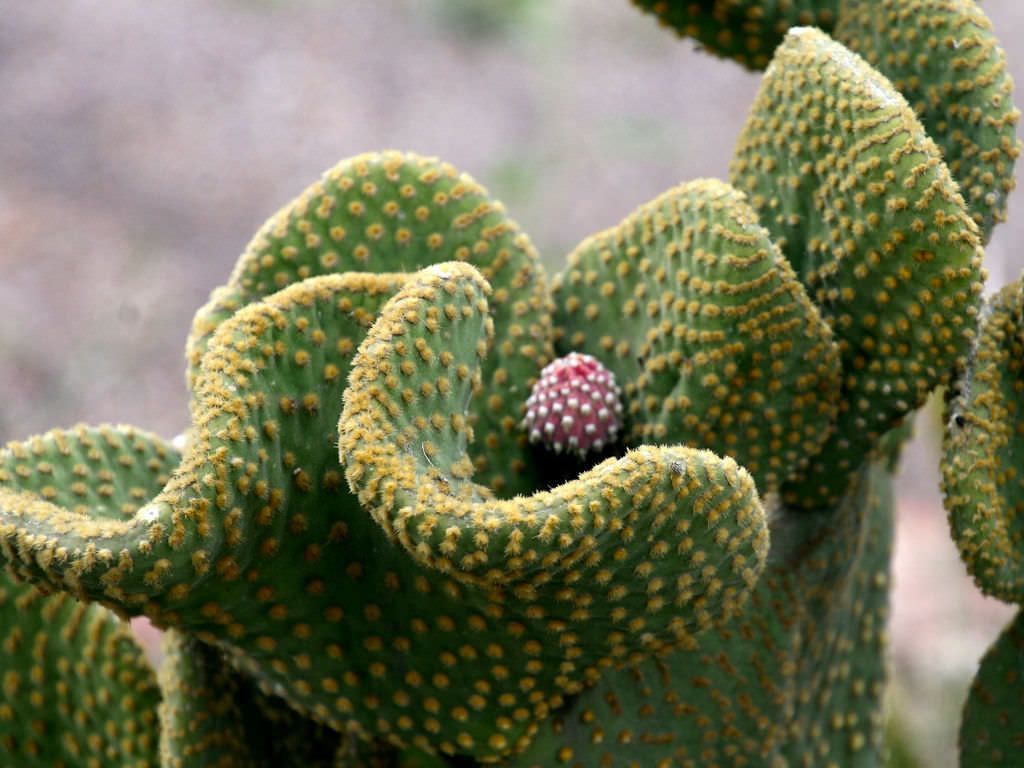 Opuntia Fulgida Cristata Kıvrımlı Beyin Kaktüs Özel Üretim (5.5 Luk Saksıda)