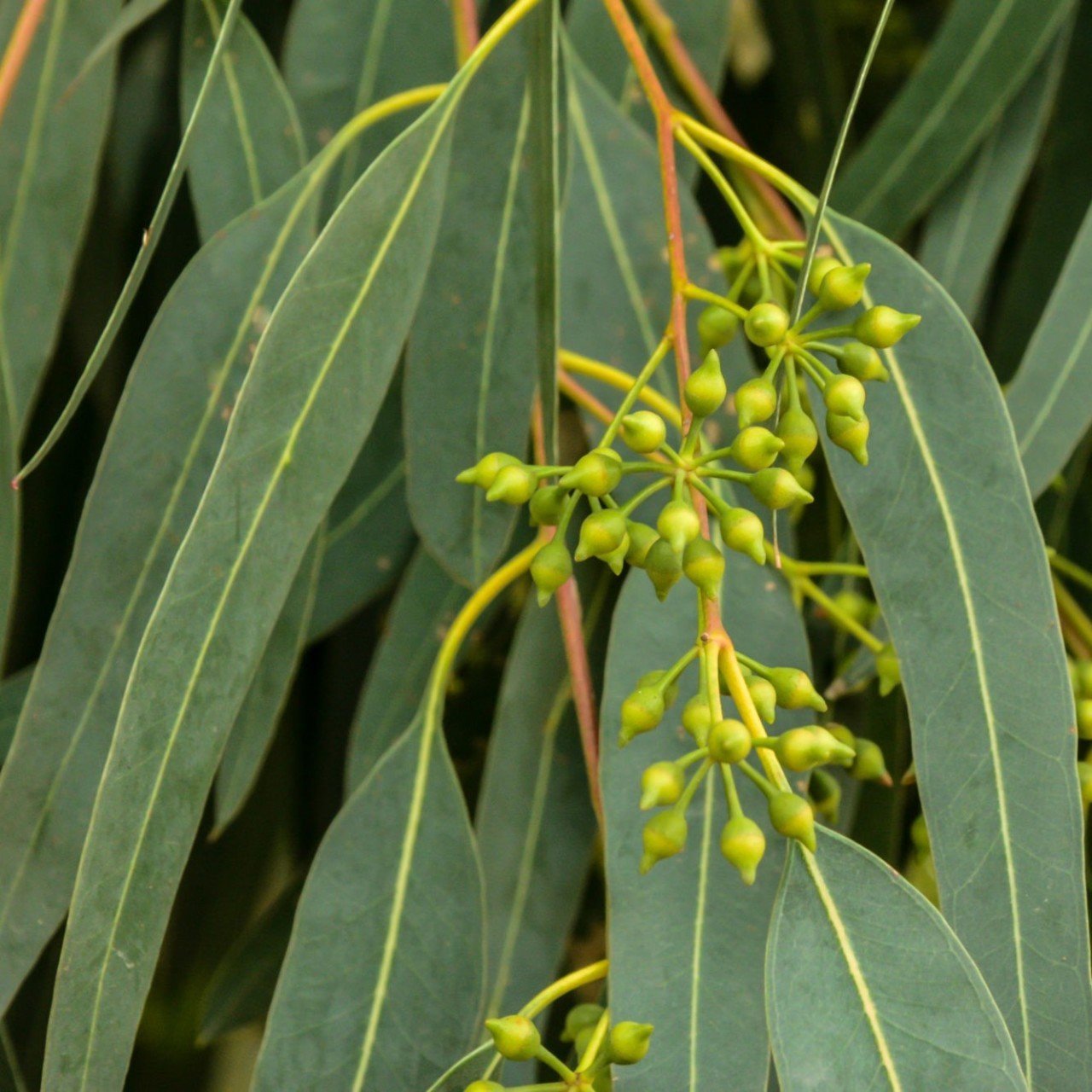 Tüplü Bataklık Kurutan Okaliptus (Eucalyptus) Fidanı (2-3 Metre)