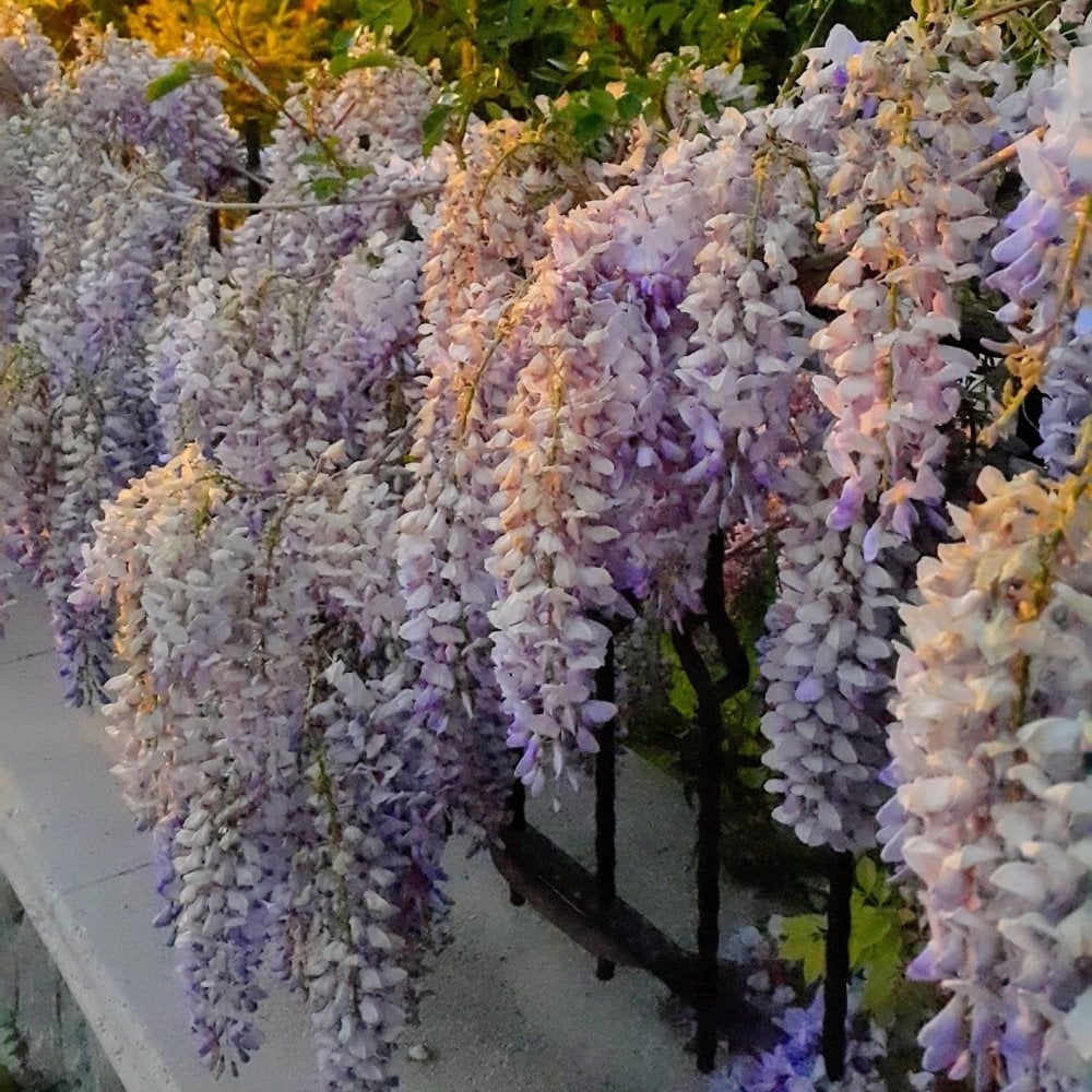 Tüplü Yoğun Kokulu Wisteria Sinensis Mor Salkım Fidanı (70-100Cm)