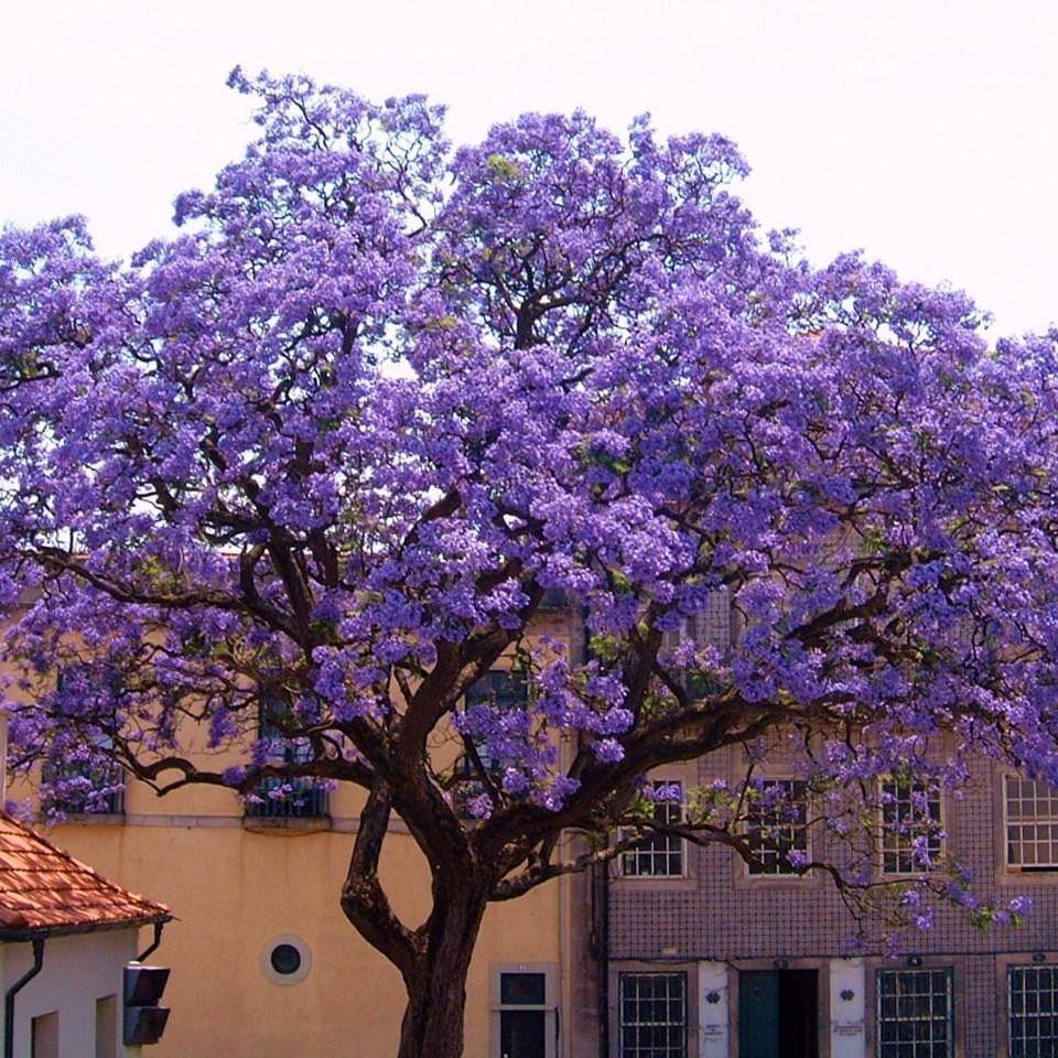 Ücretsiz Kargo Kokulu Paulownia Tomentosa Fidanı (60-100 cm 5 Adet)