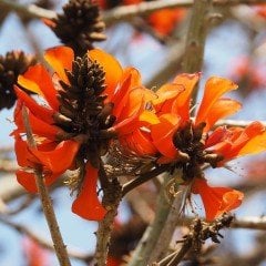 Özel Çeşit Mercan Ağacı (Erythrina Caffra) Tohumu (3 Adet)