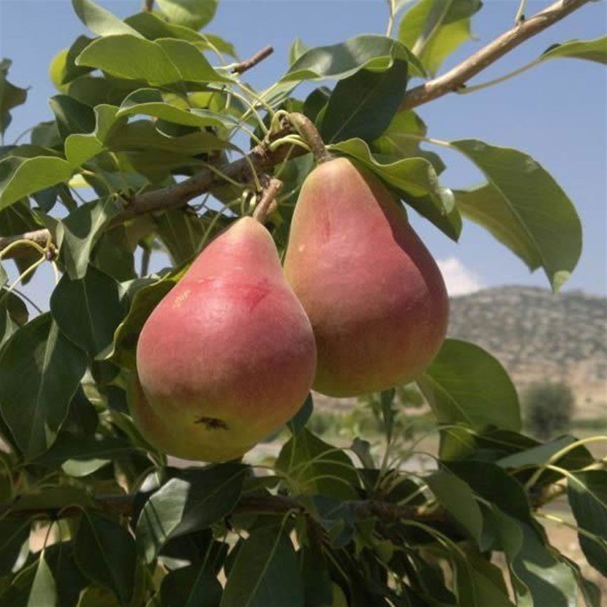 Tüplü Yüksek Verimli Erkenci Etrusca Etruşka Armut Fidanı