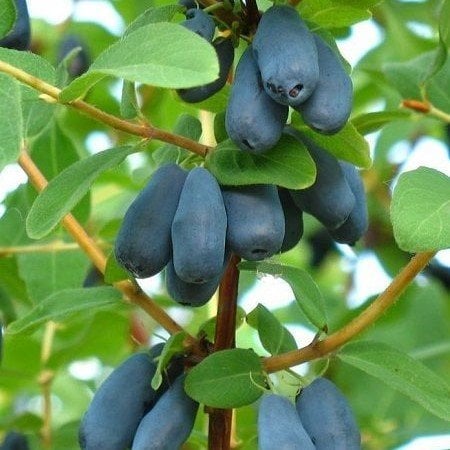 Nadir Bulunan Honeyberry Bal Yemişi Fidanı