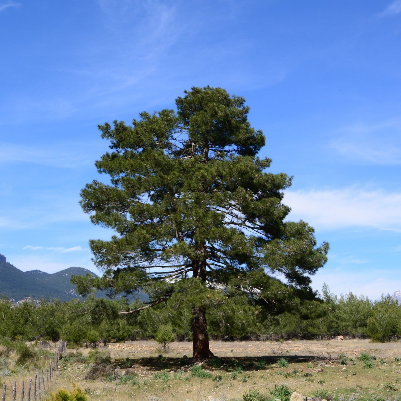 Tüplü (Pinus Brutia) Kızıl Çam Fidanı