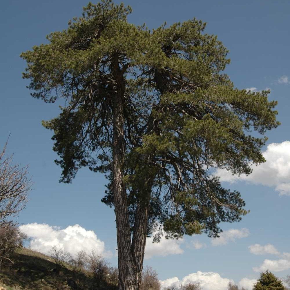 Tüplü (Pinus Nigra) Karaçam Fidanı (4 Yaş 100-150cm)