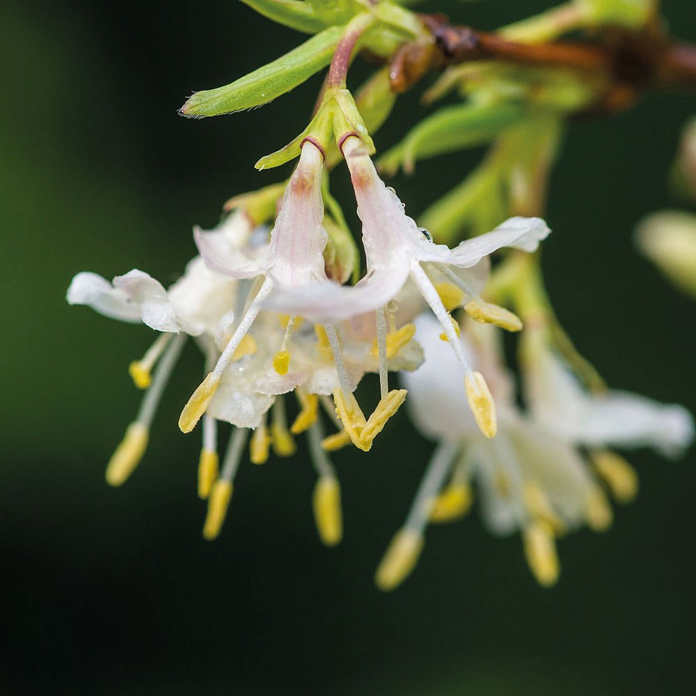 Tüplü Yoğun Kokulu Lonicera Fragrantissima Kış Hanım Eli Fidanı