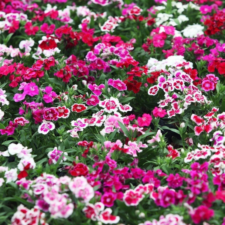 Dianthus Heddewigii Candy Baby Doll Karanfil Çiçeği Tohumu (100 adet)