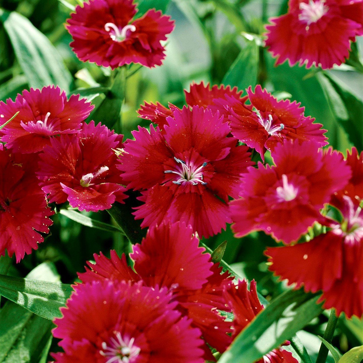 Dianthus Heddewigii Red Karanfil Çiçeği Tohumu (100 adet)