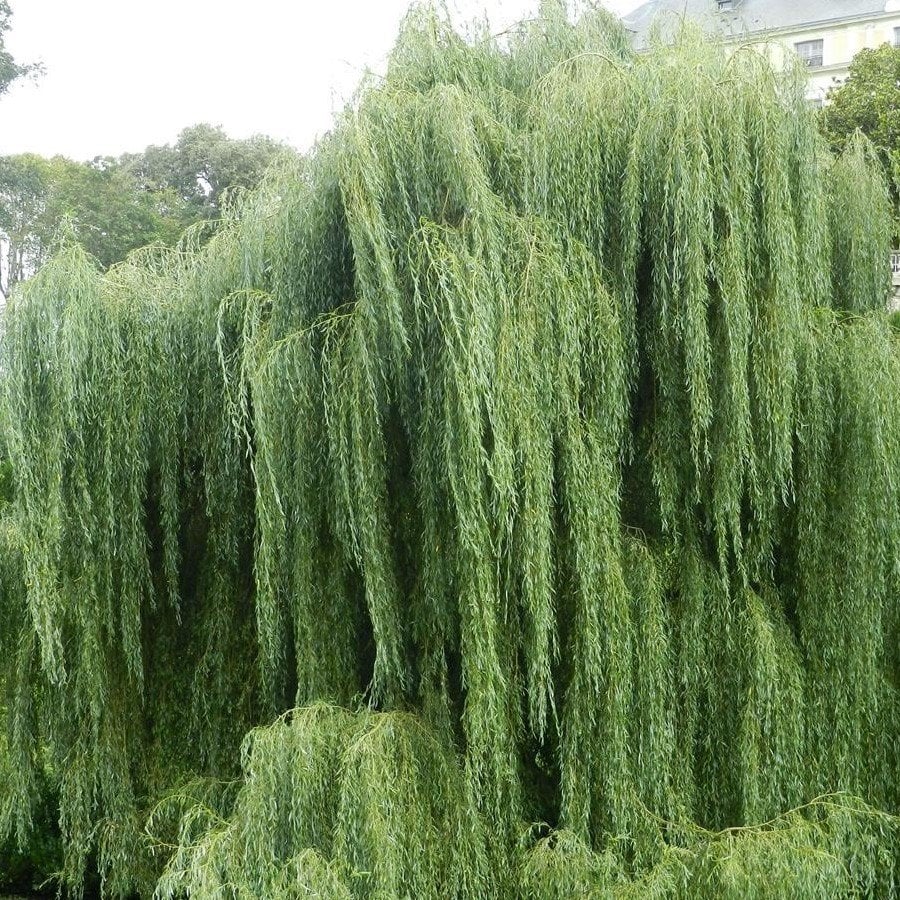 Tüplü Salkım Söğüt Ağacı (Salix Babylonica) Fidanı (10 Adet)