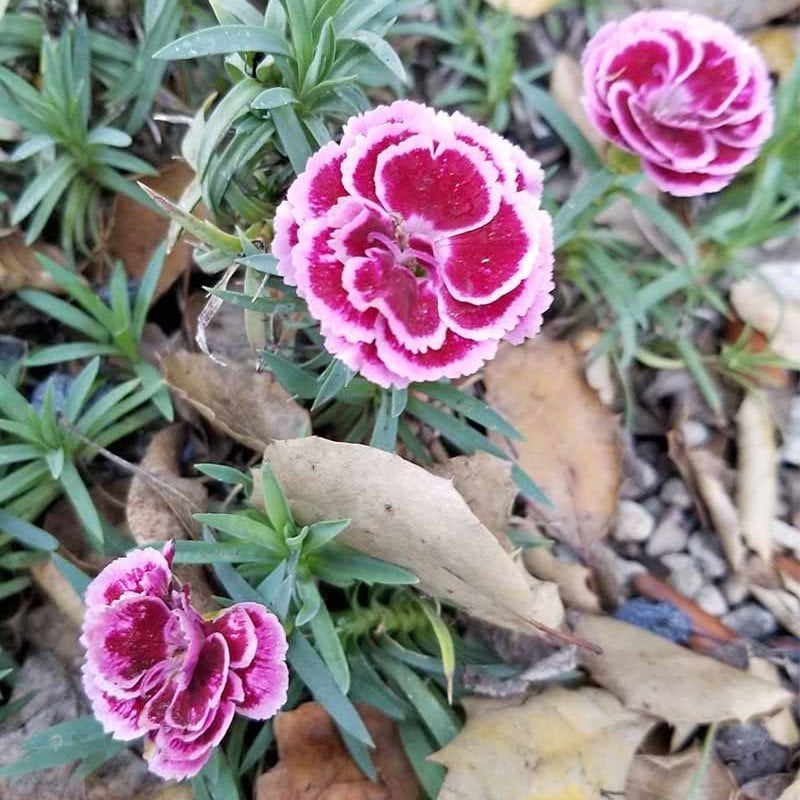 Lila Renkli Sweet William Dianthus Barbadus Çiçeği Tohumu (50 adet)