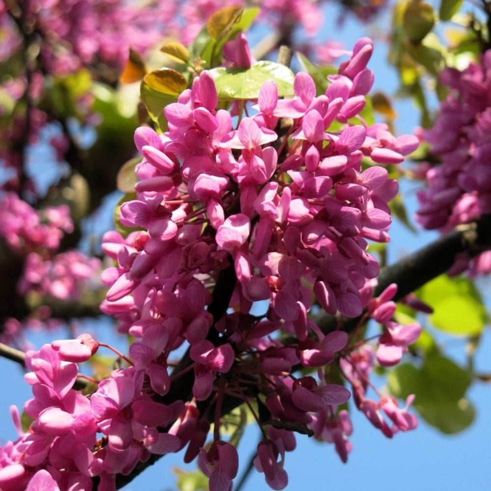 Tüplü Kokulu Erguvan Ağacı (Cercis siliquastrum) Fidanı