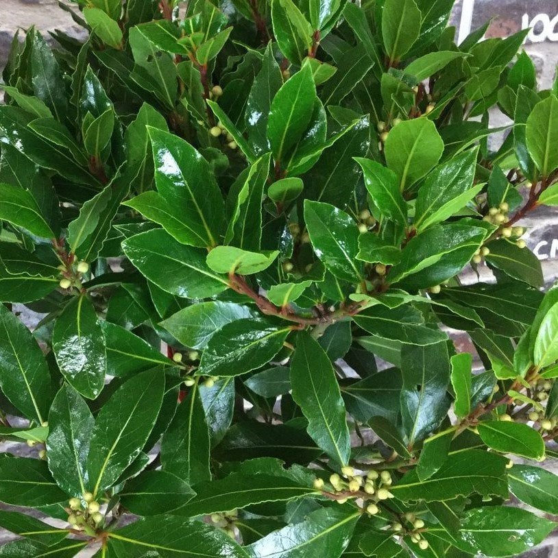 Tüplü Defne Ağacı (Laurus nobilis) Fidanı (10 Adet)
