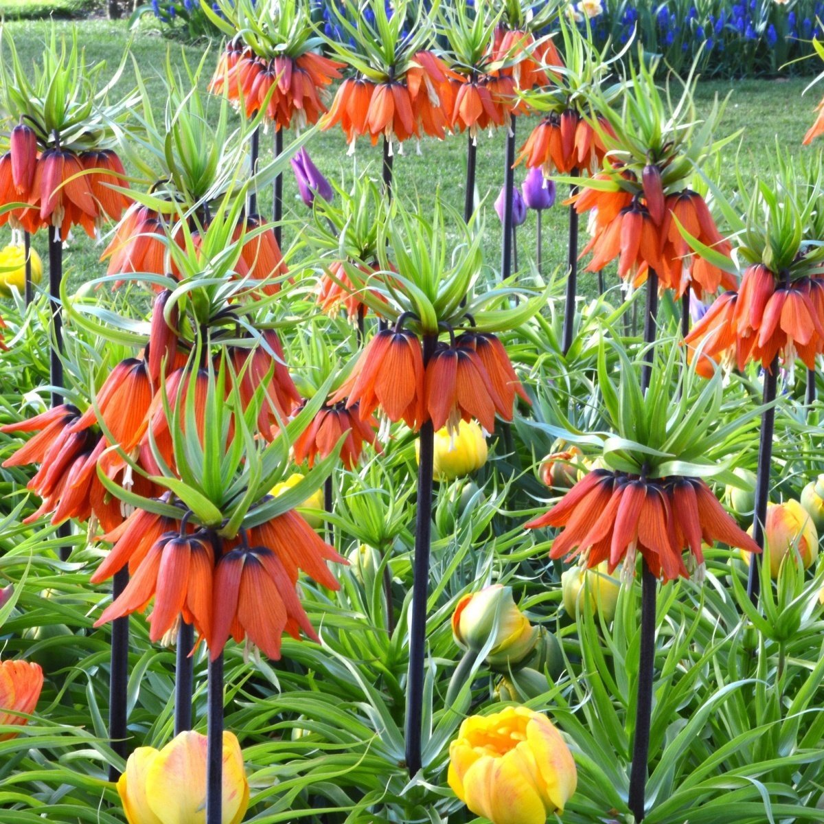 Kırmızı Renkli Fritillaria Rubra Ters Lale Soğanı (1 Adet)