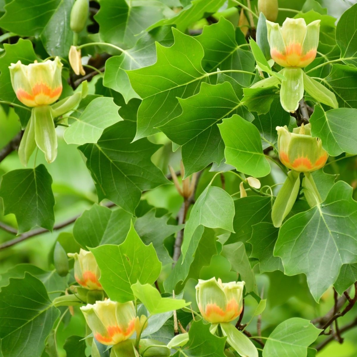 Tüplü Özel Üretim Lale Ağacı Fidanı (Liriodendron Tulipifera) (150-200 Cm)