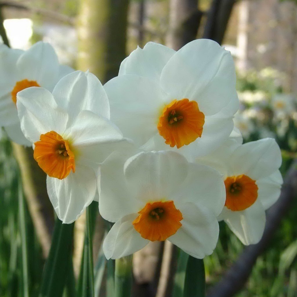 Geranium Kokulu Nergis Soğanı (3 Adet)