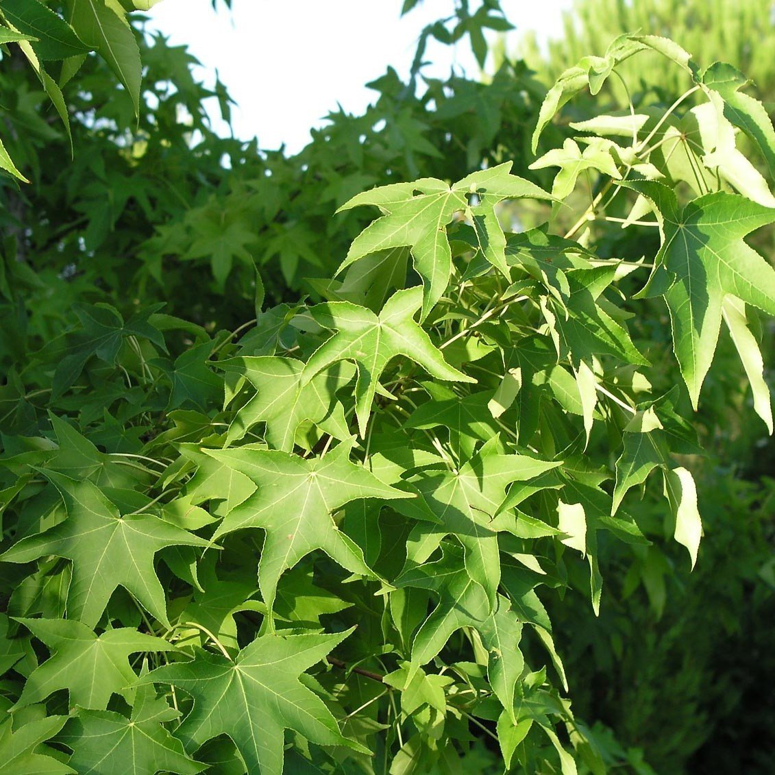 Tüplü Sığla Ağacı (Liquidambar styraciflua foliage) Fidanı
