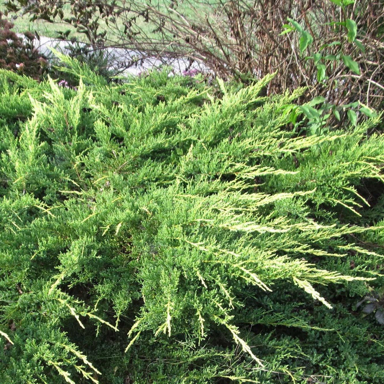 Tüplü Juniperus horizontalis (Yatık Ardıç) Fidanı (30-40 cm)